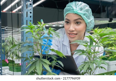 Scientist Researcher Closely Monitor Record Of Growing Up Development Of Cannabish Flower And Leaves Under Environment Lighting Control Inhouse Modern Plantation Farming
