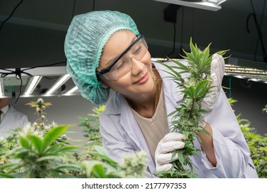 Scientist Researcher Closely Monitor Record Of Growing Up Development Of Cannabish Flower And Leaves Under Environment Lighting Control Inhouse Modern Plantation Farming
