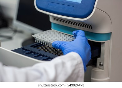 Scientist or researcher or phd student put dna samples into pcr for analysis in a biotechnology laboratory