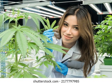 Scientist Researcher Portrait Eye Contact Closely Monitor Using Laptop Tablet Key Information Of Cannabish Flower And Leaves Under Environment Lighting Control Inhouse Modern Plantation Farming
