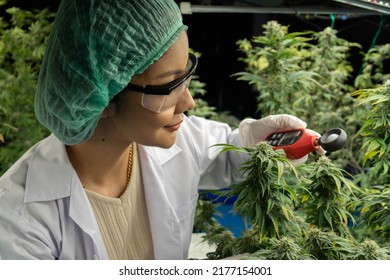 Scientist Researcher Using Lux Meter Closely Monitor Record Of Growing Up Development Of Cannabish Flower And Leaves Under Environment Lighting Control Inhouse Modern Plantation Farming
