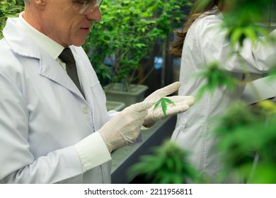 Scientist Researching Cannabis Hemp Marijuana Plants Stock Photo ...