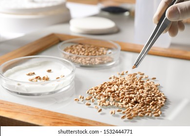 Scientist sorting wheat grains on glass tray at table in laboratory, closeup - Powered by Shutterstock