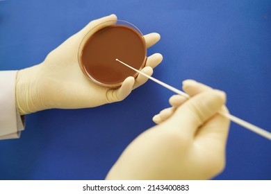 Scientist streak selective blood agar culture medium plate for antibiotic resistance test Drug resistant gonorrhea.