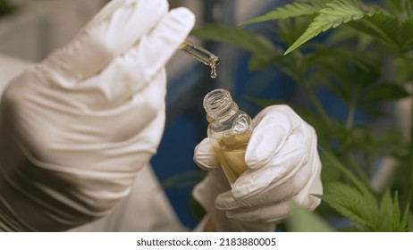 Scientist Test CBD Hemp Oil Product In Curative Indoor Hemp Farm . The Hemp Oil Contain Natural Cbd Extraction From Organic Hemp In The Farm .