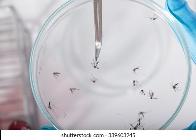 2,841 Laboratory Mosquito Images, Stock Photos & Vectors | Shutterstock