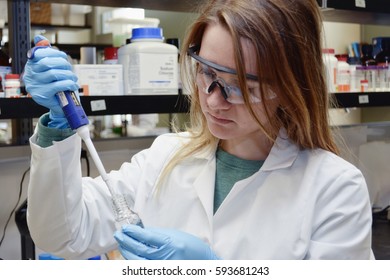 Scientist Testing Stock Photo 593681243 