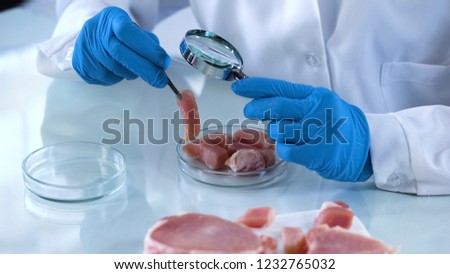 Scientist testing meat sample with magnifying glass, african swine fever virus