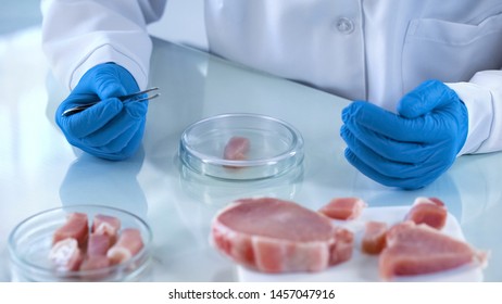 Scientist testing meat samples for gmo, food quality control, certification