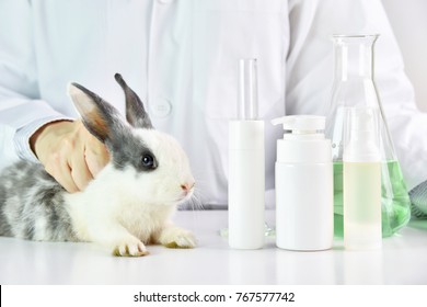 Scientist testing on rabbit animal in chemical laboratory, Cruelty free cosmetics beauty product concept.