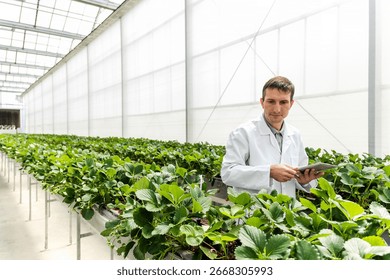 Scientist using tablet among leafy crops in a modern greenhouse, monitoring plant growth and data in controlled environment agriculture.