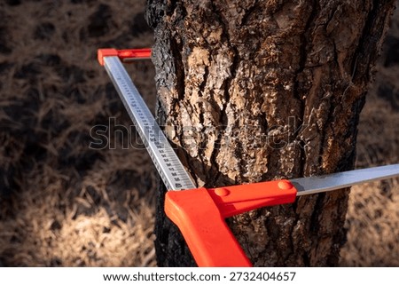 Scientist Using Tool to Measure Fire Damaged Tree The Concept of Environmental Research