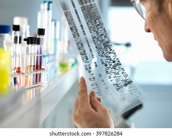 Scientist Viewing A DNA Sequence Gel To Understand The Genetic Information Of A Human In A Laboratory