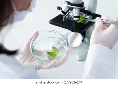 Scientist Wearing Gloves Doing Research On Plant To Make New Product Of Food And Skin Care In Biotechnology Lab. Science And Development Concept