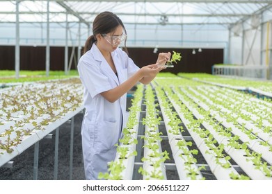 Scientist working in hydroponic greenhouse farm, clean food and food science concept - Powered by Shutterstock