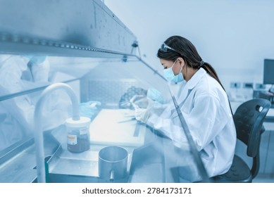 Scientist working inside laminar flow biosafety cabinet. female using tweezers to process biological sample securely onsite. Scientist preparing histology sample for cancer diagnosis in sterile lab.