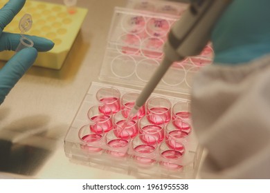 Scientist Working In Laboratory With Cell Culture Well Plate For Medical Research Culturing Mammalian Stem Cell In Biosafety Cabinet Hood, Microbiologist Hand With Gloves Doing Science Experiment Test