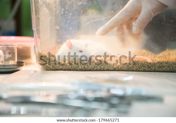 scientist working at the\
laboratory rat 