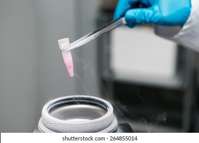 Scientist working in A Liquid Nitrogen bank. Cryopreservation of suspension of reproductive cells. - Powered by Shutterstock