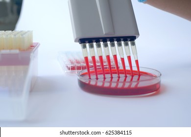 Scientist working with multichannel pipette.Blood test labboratory
