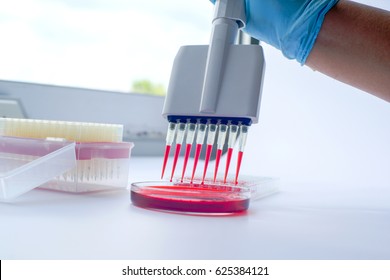 Scientist working with multichannel pipette.Blood test labboratory - Powered by Shutterstock