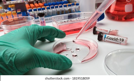 Scientist Working On Sars-cov-2 Coronavirus Covid-19 On A Petri Dish In The Laboratory, Conceptual Image