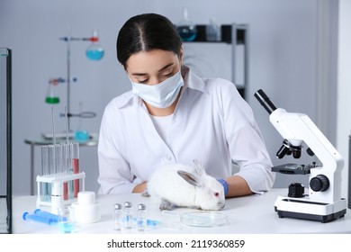 Scientist Working With Rabbit In Chemical Laboratory. Animal Testing