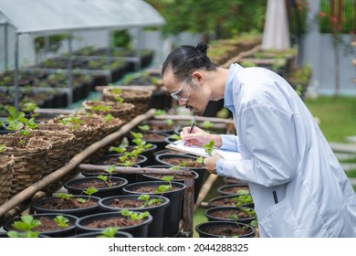 scientist working to research in agriculture green plant at biology science laboratory greenhouse, organic experiment test for medical food biotechnology, botany ecology biologist in farming growth