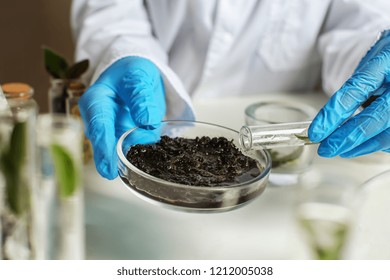 Scientist working with soil in laboratory - Powered by Shutterstock