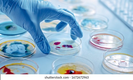 Scientist Works with Petri Dishes with Various Bacteria, Tissue and Blood Samples. Concept of Pharmaceutical Development for Antibiotics, Curing Disease with DNA Enhancing Drugs. Moving Close-up Macro