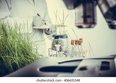 Scientists Checking and statistics notes functions of roots of rice in the lab. In order to improve the breed Jasmine rice Vintage