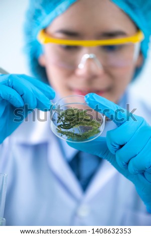 Scientists are developing research on algae. Bio-energy, biofuel, energy research