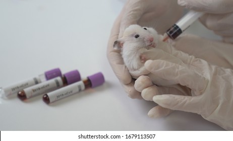Scientists experiment on lab rat, mouse with syringe. Scientist and lab rat Back ground. Coronavrius test tubes. Researching on Coronavirus vaccine.	

