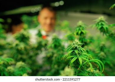 Scientists Gather Gratifying Cannabis Plant Bud For Medical Research And Production In A Curative Indoor Hydro Farm With Secateurs. Cannabis Concept For Medical Purposes In Grow Facility.