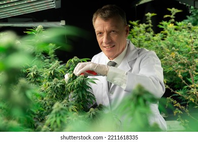 Scientists Gather Gratifying Cannabis Plant Bud For Medical Research And Production In A Curative Indoor Hydro Farm With Secateurs. Cannabis Concept For Medical Purposes In Grow Facility.