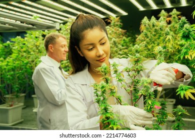 Scientists Gather Gratifying Cannabis Plant Bud For Medical Research And Production In A Curative Indoor Hydro Farm With Secateurs. Cannabis Farm In Grow Facility Concept For Medical Purposes.