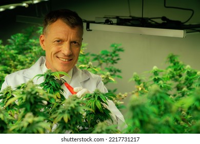 Scientists Gather Gratifying Cannabis Plant Bud For Medical Research And Production In A Curative Indoor Hydro Farm With Secateurs. Cannabis Concept For Medical Purposes In Grow Facility.
