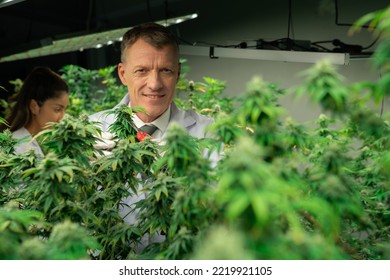 Scientists Gather Gratifying Cannabis Plant Bud For Medical Research And Production In A Curative Indoor Hydro Farm With Secateurs. Cannabis Concept For Medical Purposes In Grow Facility.