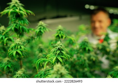 Scientists Gather Gratifying Cannabis Plant Bud For Medical Research And Production In A Curative Indoor Hydro Farm With Secateurs. Cannabis Concept For Medical Purposes In Grow Facility.