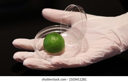 Scientist's Hand Holding A Lime Or Lemon Crop In The Food Technology Laboratory