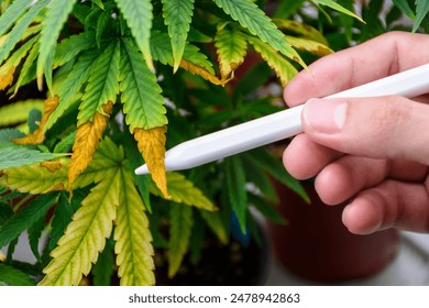 Scientist's hand holding a pen points to the wilting leaves and leaf blight of a cannabis plant in pot showing issues agricultural problems and problems of cannabis at the modern greenhouse. - Powered by Shutterstock