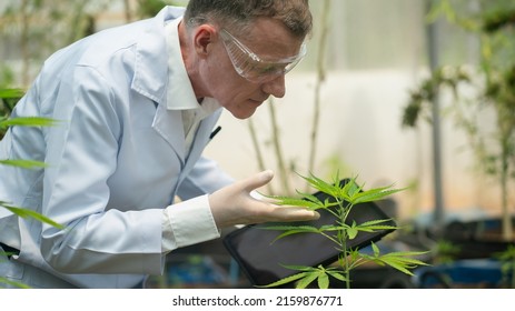 Scientists in the pharmaceutical industry analyze and study sesame oil, greenhouse researchers, alternative medicine concepts, and the production part of flowers. CBD oil