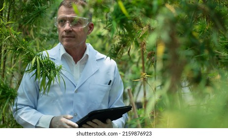 Scientists in the pharmaceutical industry analyze and study sesame oil, greenhouse researchers, alternative medicine concepts, and the production part of flowers. CBD oil