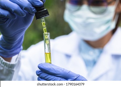 Scientists or researchers A hand holding a test tube of hemp oil Monitoring and analysis with hemp plant drops and bio-ecological systems used for cbd oil, herbal medicine, recreation.