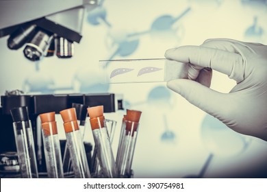 Scientists Slide Tissue Biopsy For Diagnosis In Pathology Laboratory (Parts Of The Rat Liver Through Dyeing)