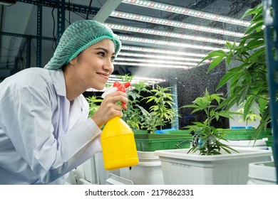 Scientists Are Spraying Cannabis Plants With Water In A Cannabis Plant. Cannabis For Medical Purposes. Hemp Cannabis. Farm Green House 