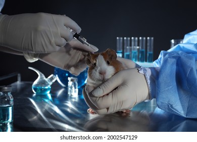 Scientists with syringe and guinea pig in chemical laboratory, closeup. Animal testing