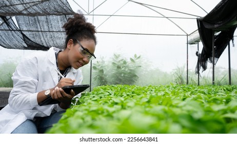 Scientists woman with black hair using tablet and examined the quality of vegetable organic lettuce from the farmer's hydroponic farm. - Powered by Shutterstock