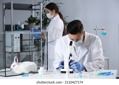Scientists Working In Chemical Laboratory. Animal Testing