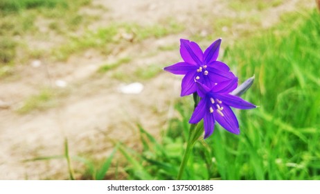 Scilla blue flower in the grass - Shutterstock ID 1375001885